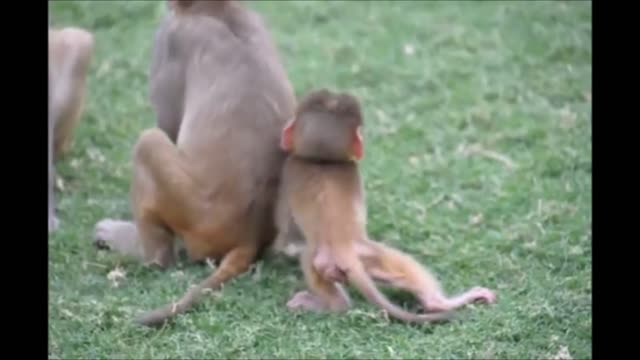 Monkey See Monkey Do! (Baby Edition) - Cutest Compilation