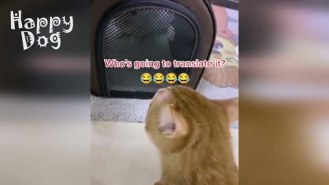 the latest and funniest jokes with Cats