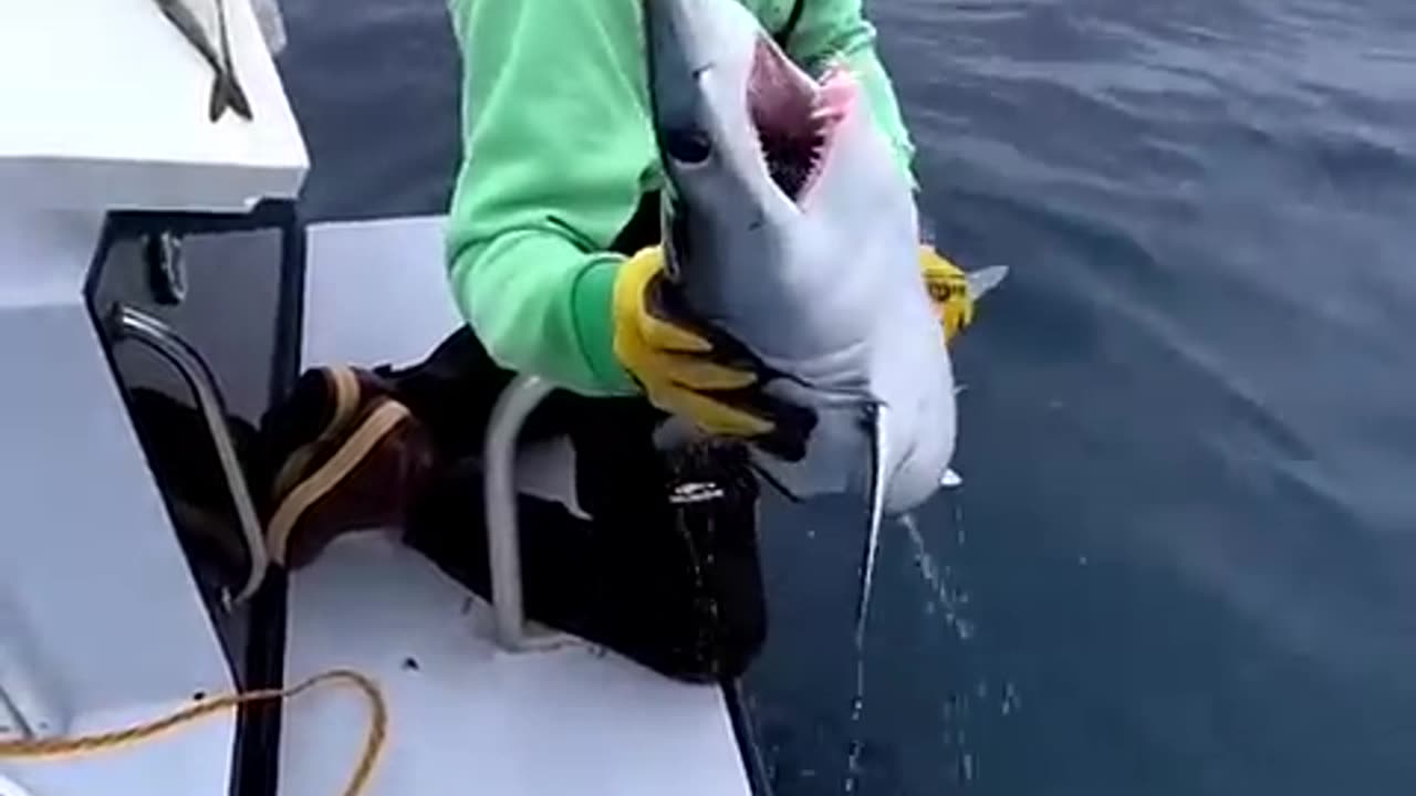 Very Big Shark Fishing Video Rumble App