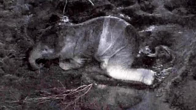 A rear footage of Asian Elephant giving birth