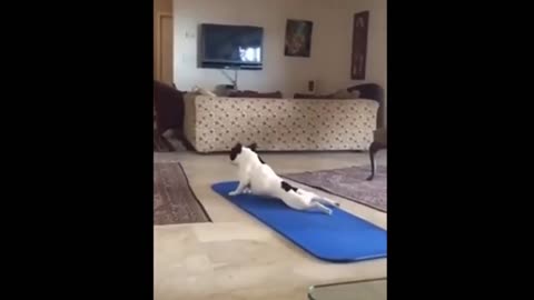 The dog was practicing yoga and was embarrassed in the end