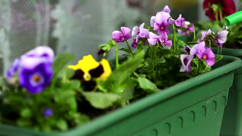 Watering the flowers with a green recipient