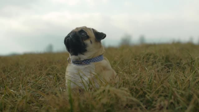 A Cute Pet Pug Resting On Grass Field