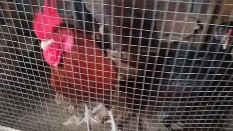 Rooster fight