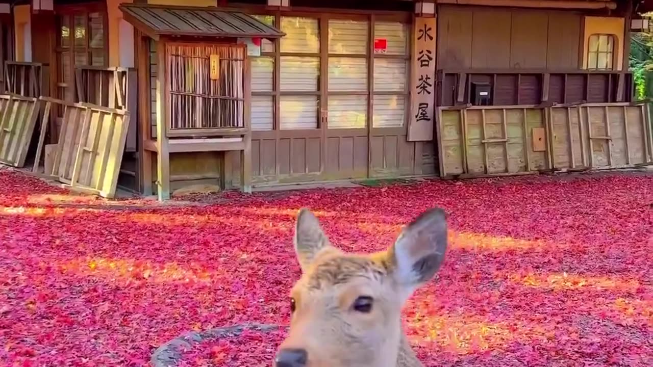 Nara Park, Japan 📍😍Have You Ever Visited Japan?