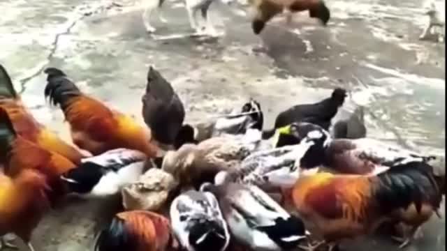 Chicken Vs Dog Fights - Funny Videos