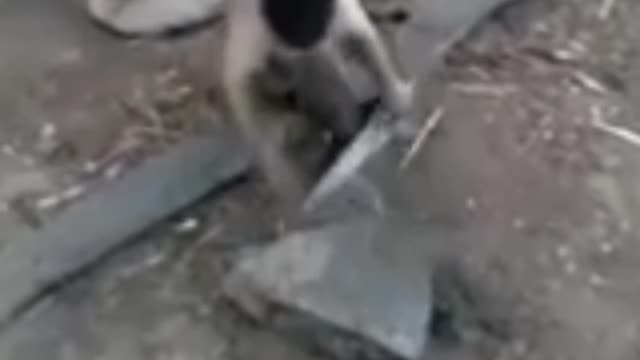 Viral Macaco afiando uma faca