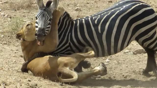 Amazing lion vs zebra ! Lion kills zebra almost!!!