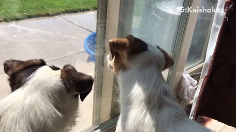 Two brown white dogs try to scratch at window to eat a bug