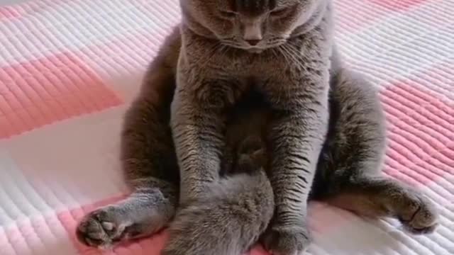 Funny Cat Play At home