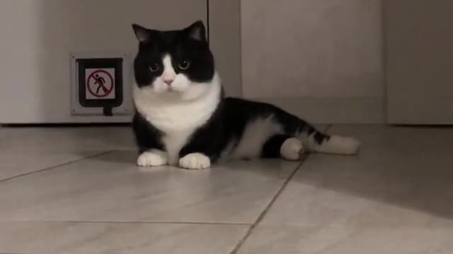 Funny tuxedo cat trying to get hold on the floor mop