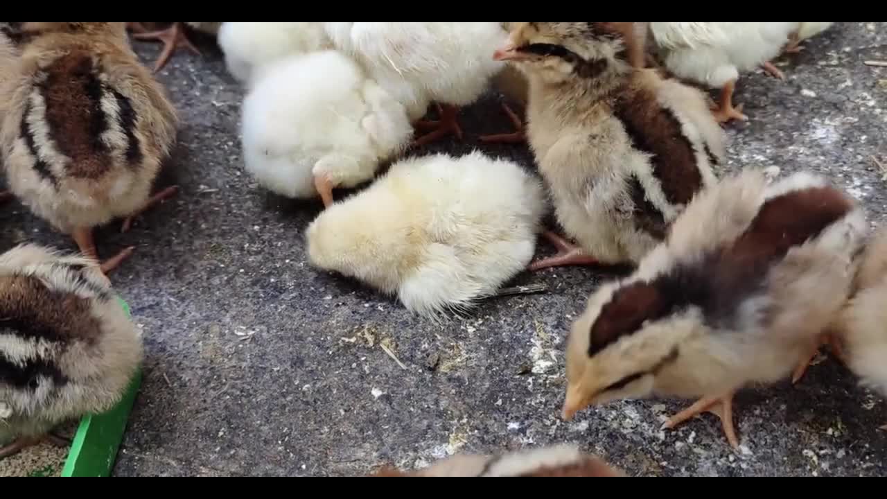 flock of chicks