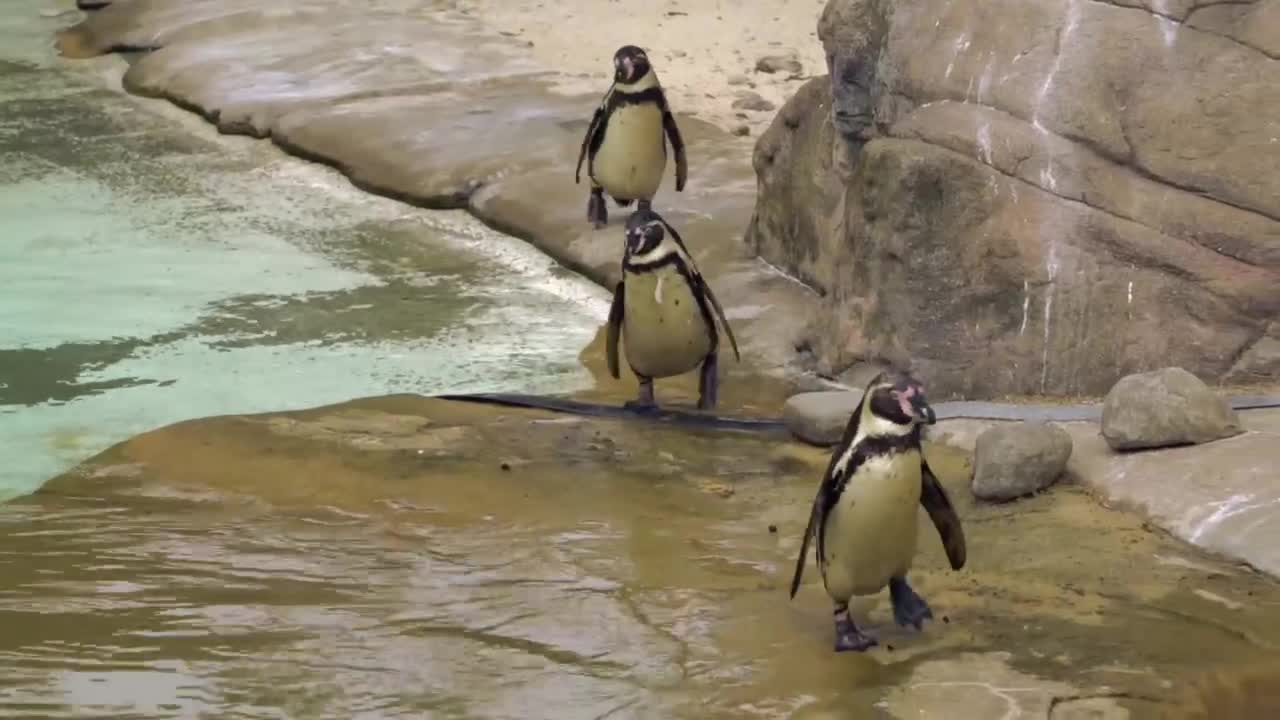 emperor penguinπ§π§π§π§π§π§π§π§π§