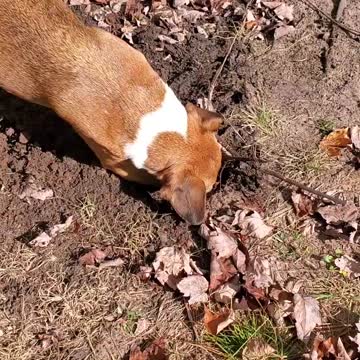 Dog Aggressively Digging And Protecting A Hole