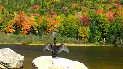 Cormorant