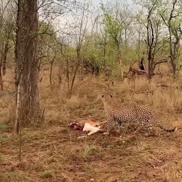 watched a leopard cub drop an impala onto its moms head