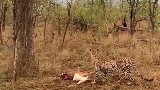 watched a leopard cub drop an impala onto its moms head