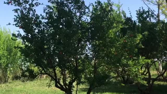 Although the small tree is small, it is good to enjoy the shade below