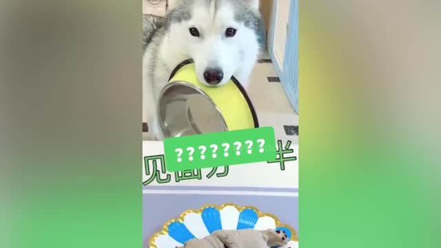 Dog Reaction to Cutting Cake 🤣 - Funny Dog Cake Reaction Compilation | Pets House