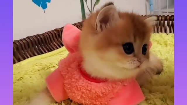 Cute and Funny Cat Videos Compilation 2021_#shorts