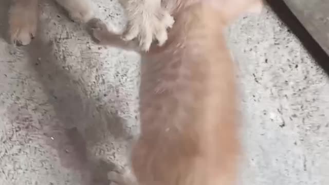 Cute cat