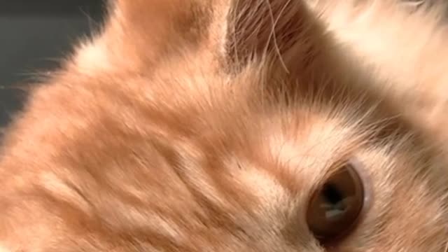 Cat are so sad 😟