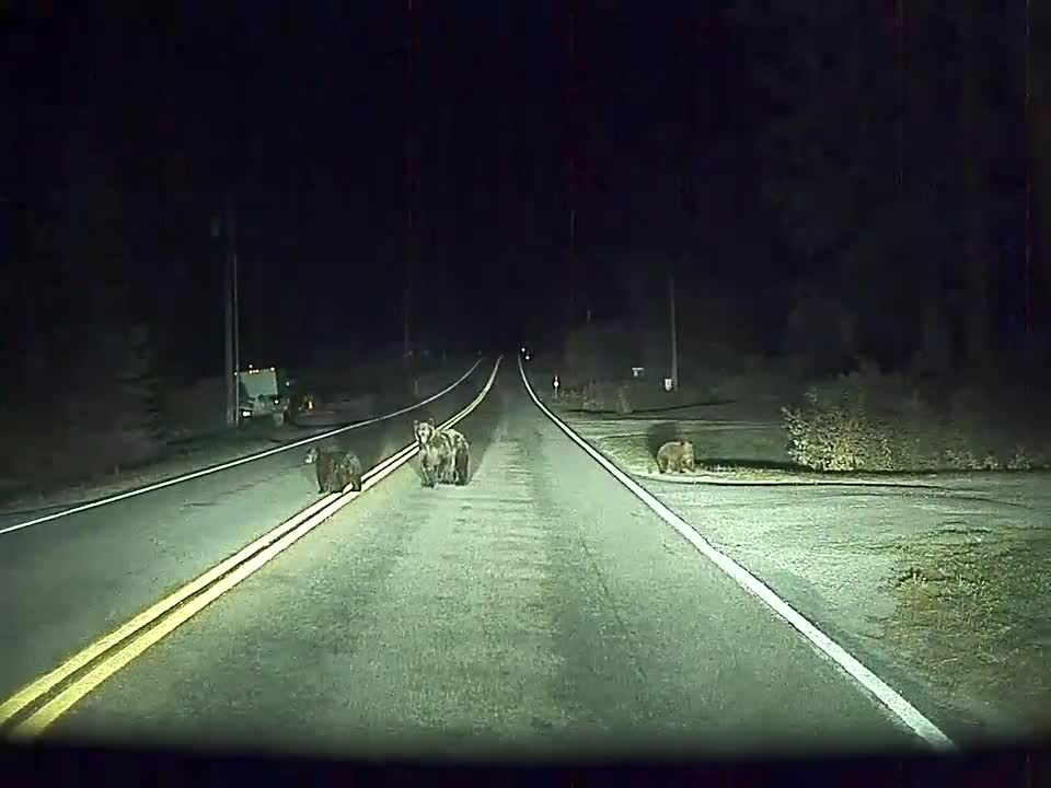 Self-Driving Car Saves Momma Bear and Cubs