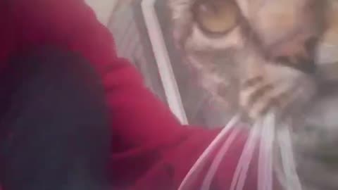 Happy Belated Thanksgiving Message With My Feral Cat, Part 2