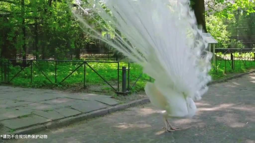It's lucky and romantic to meet the white peacock flying and opening its screen,