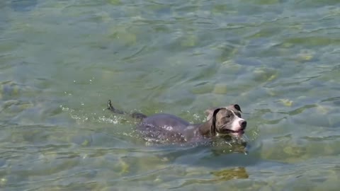 O my god so cute dog-swimming water