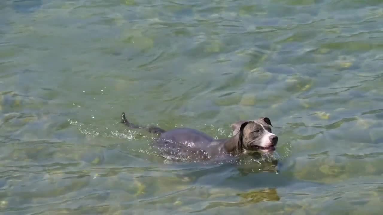 O my god so cute dog-swimming water