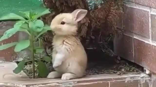 SO SO SO Cute Bunny eating!!! 😍 | World of Rabbits 🐰🐇