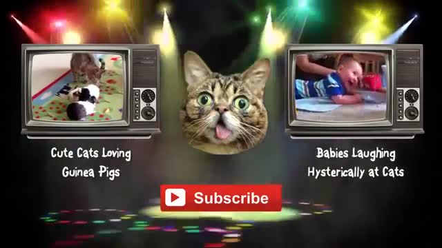 Fun with cats TOP selection of Funny Cats to music