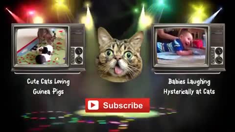 Fun with cats TOP selection of Funny Cats to music