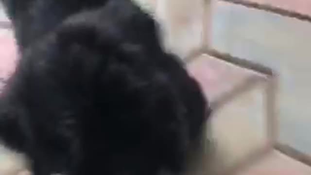 Cute Small Black Dog Loves Walking