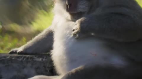Like a boss 😎 #PlanetEarth3