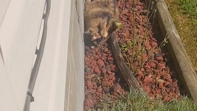 Enjoying the Lava Rock