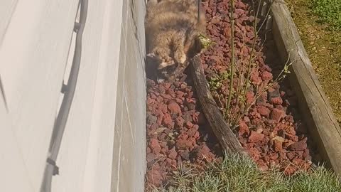 Enjoying the Lava Rock