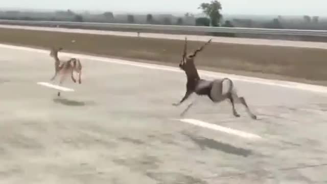deer raindeer race on highway india