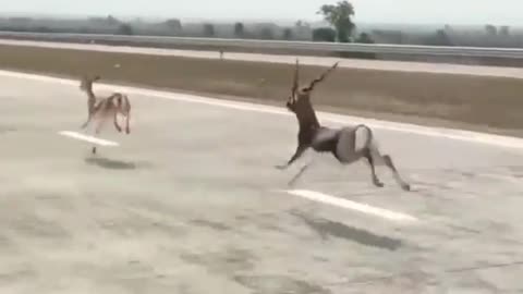 deer raindeer race on highway india