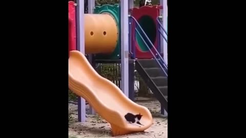 Funny Dogs and Cat Moment