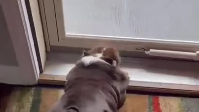 Dog twerks with the best of them