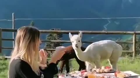 Breakfast in Italy with alpaca