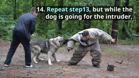 How to rain a dog to attack on command