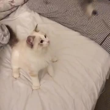 FIP Kitty Started Playing Again