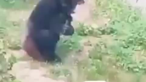 Chimpanzee got bite from another animal