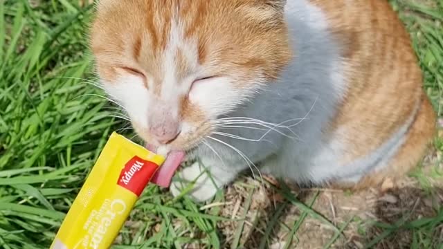 Snack-eating street cat