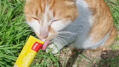 Snack-eating street cat