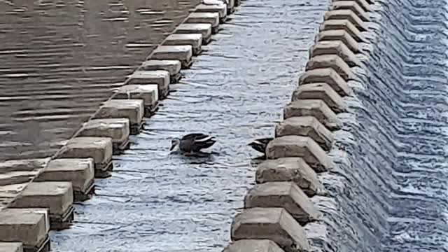 Ducks drinking water and ducks resting on rocks.