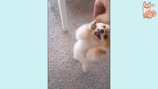 Tik Tok don't stop the funny dog videos